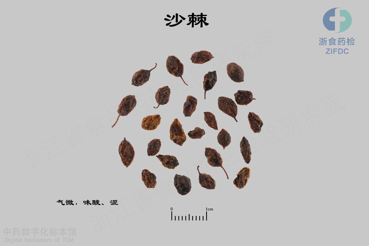 沙棘 标本影像